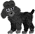 poodle